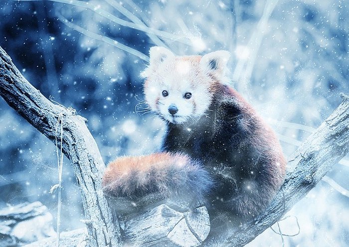 Animal Red Panda Snow Art Vintage Winter Nature